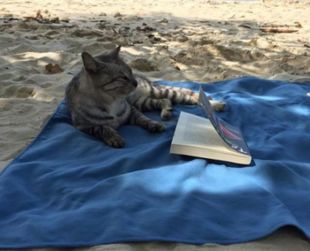 Un banquete imperial entre templos y arrozales