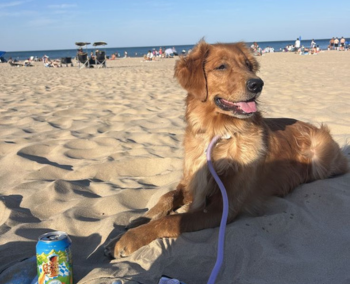 Sabores reales: del campo a la mesa en el paraíso