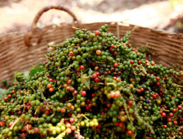 Kampot – Tierra de la famosa pimienta camboyana