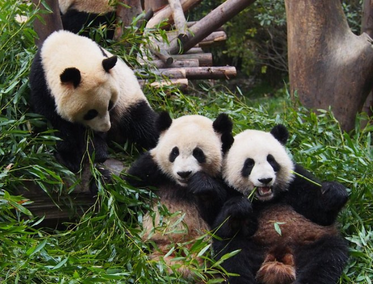 El Parque Nacional del Panda Gigante