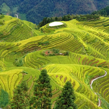 La Majestuosidad de las Terrazas de Arroz de Longji