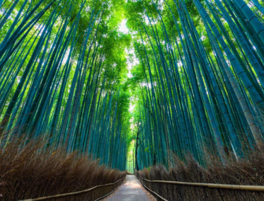 Arashiyama y el Bosque de Bambú