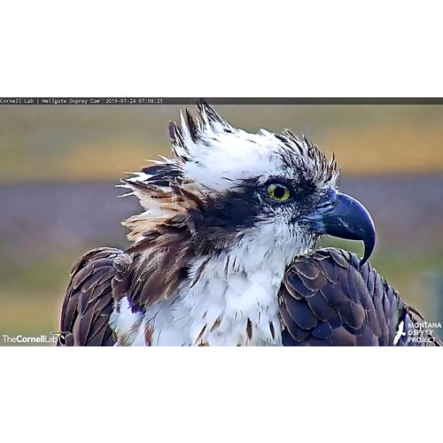 Hawk Talk: a Co-created Investigation Using a Wildlife Cam