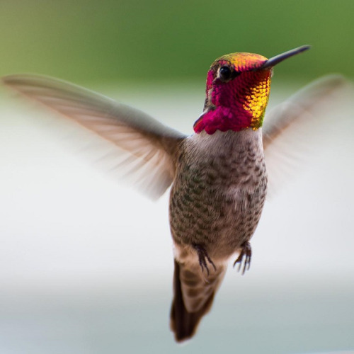 see the vibrant hummingbirds that visit a musician every see the vibrant hummingbirds that visit a musician every