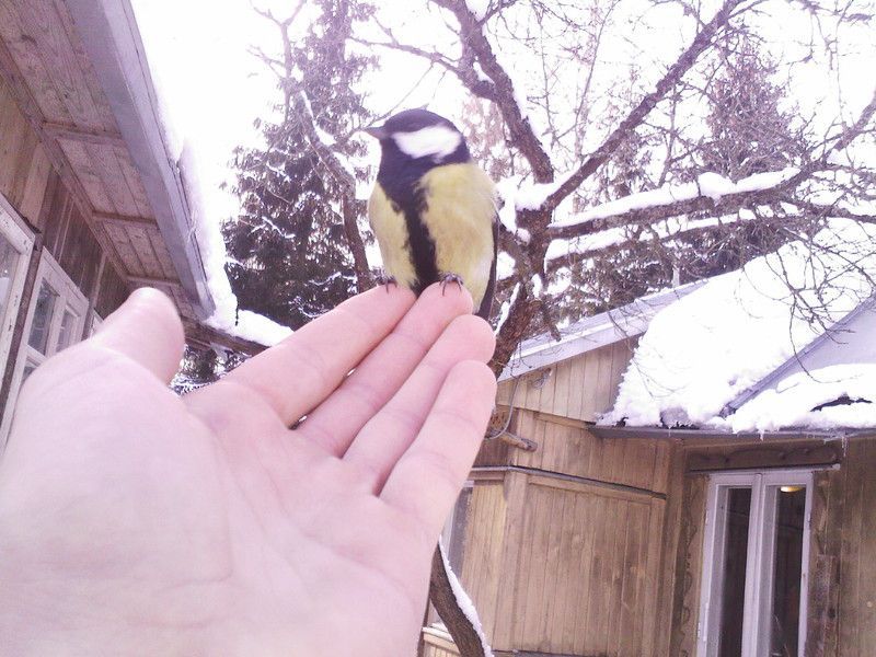 6640d5f75e08f7e25888ee30.jpg - Птичка синичка на руке