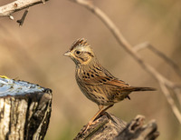 Feeder Watch in Dripping Springs