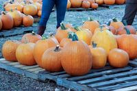 CPFUMC Pumpkin Patch 2019