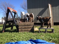 Only Sunshine Sanctuary