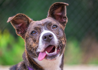 Aurora Highlands Cherry Blossom Festival