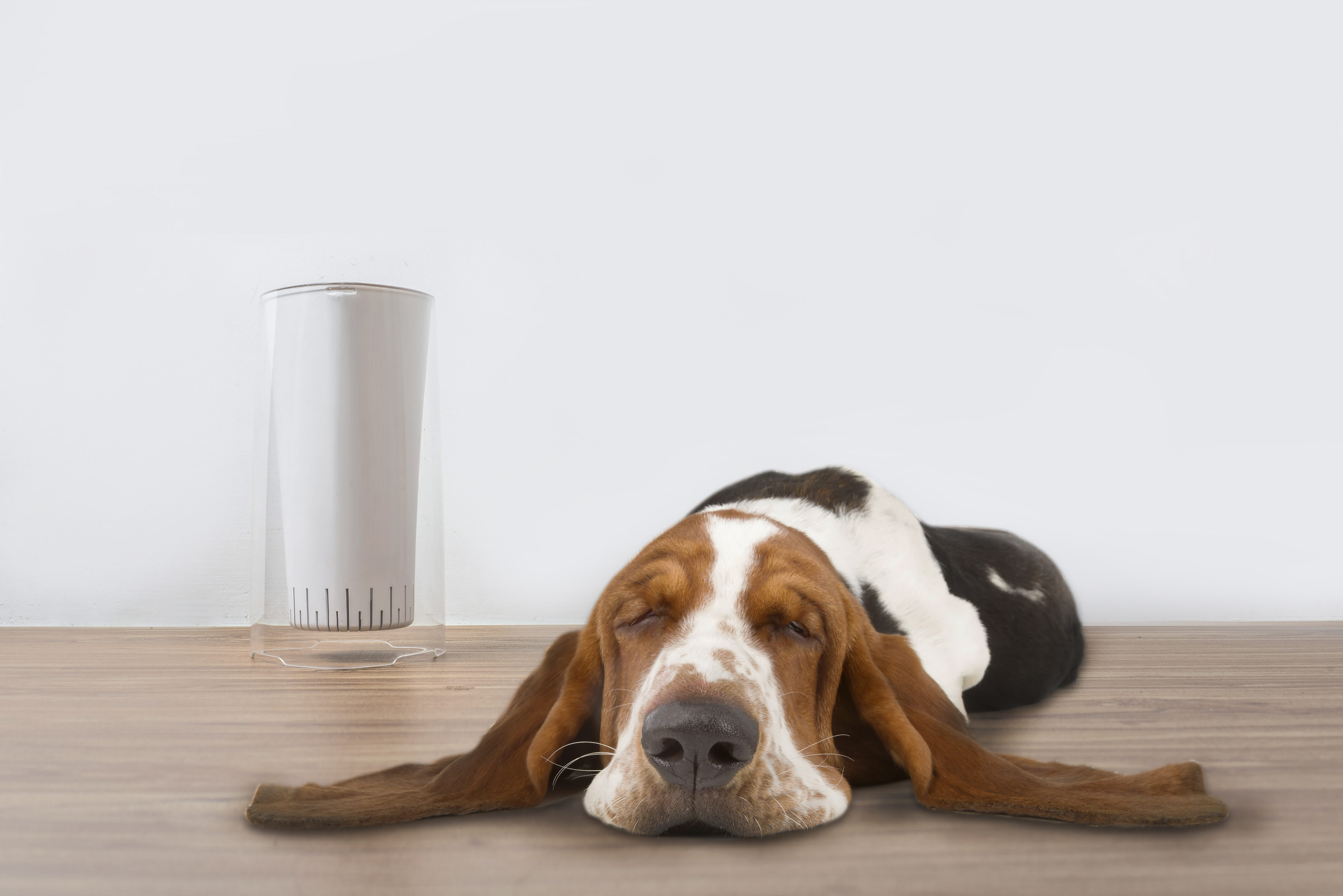 sleeping-dog