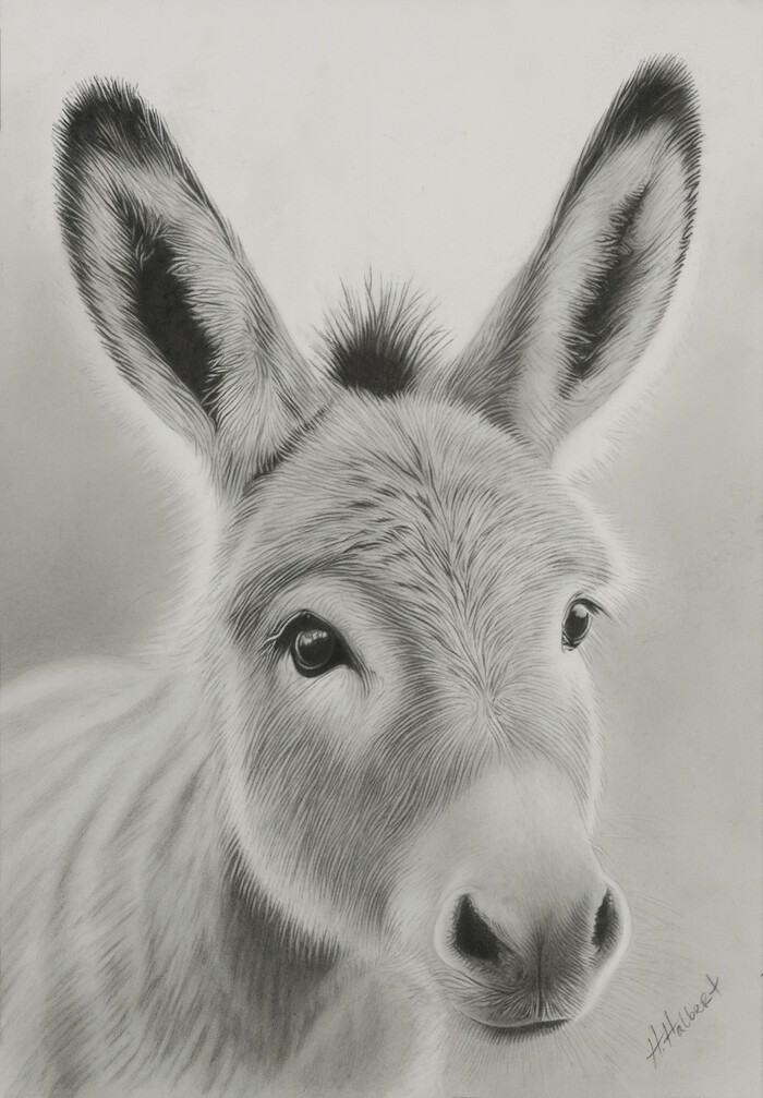 "Baby Donkey"