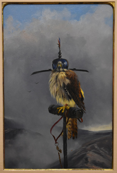 Female sparrow hawk3