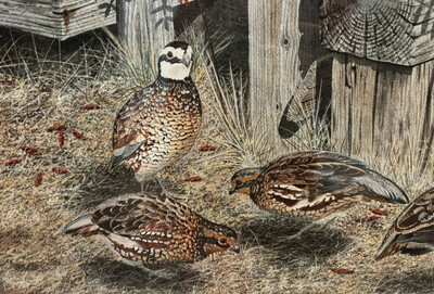 Quail2