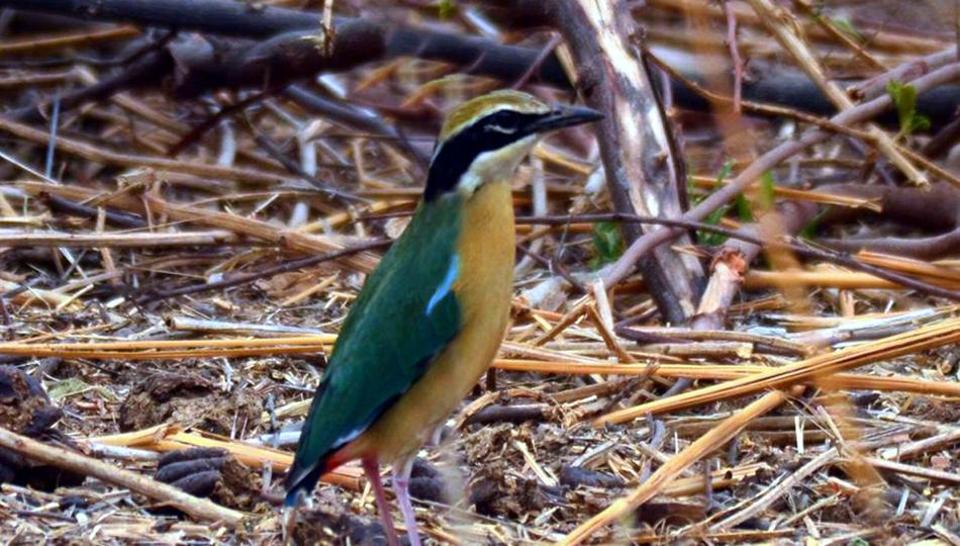 Chandmari Lake, an Exotic Option for Avian Couples: Planning Lush Wetlands for Rare Migratory Birds’ Breeding 2