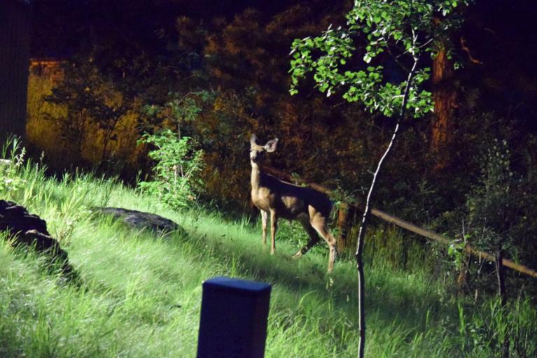 Meals, Cabins, and Activities