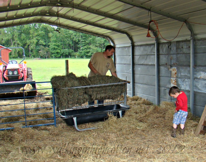 working sheep 3