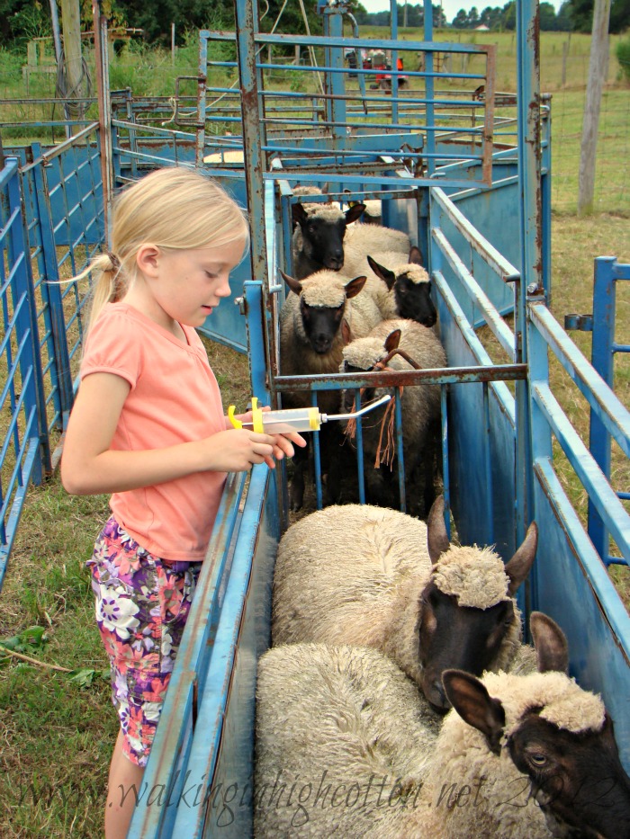 working sheep 2