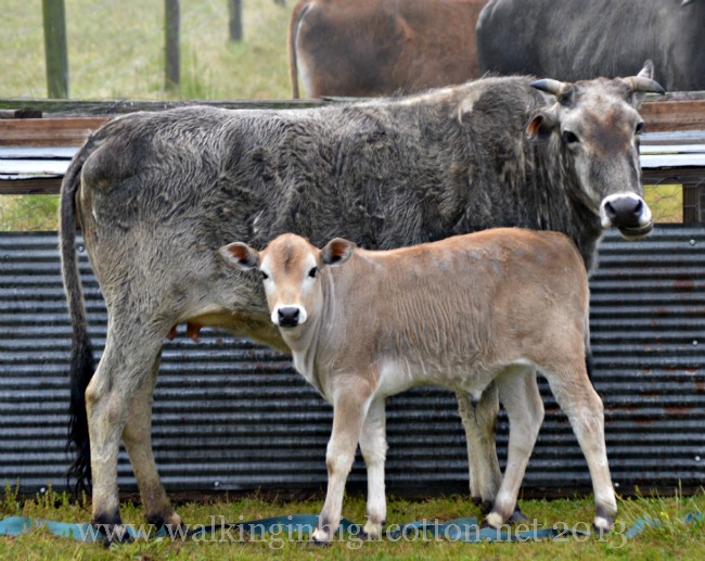I saw the cows, looking a little confused by my frazzled haste.