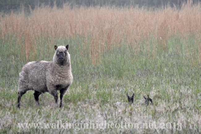 All our readers know that a sheep by itself is a sheep that has a problem!
