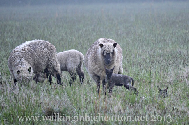 I can't wait until we shear--their wool gets so raggedly-looking in the wet spring weather!