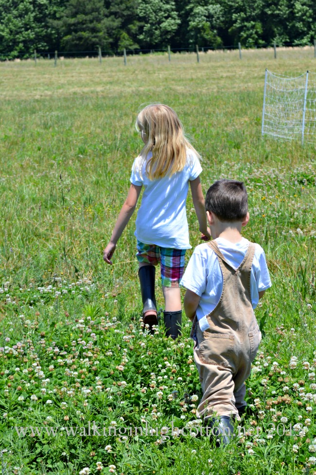herding sheep 2