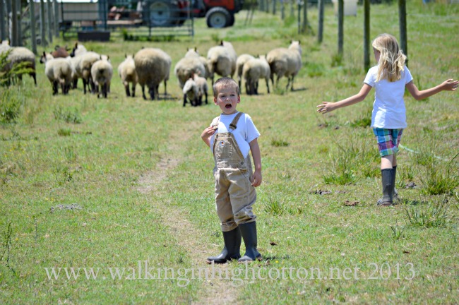 herding sheep 7