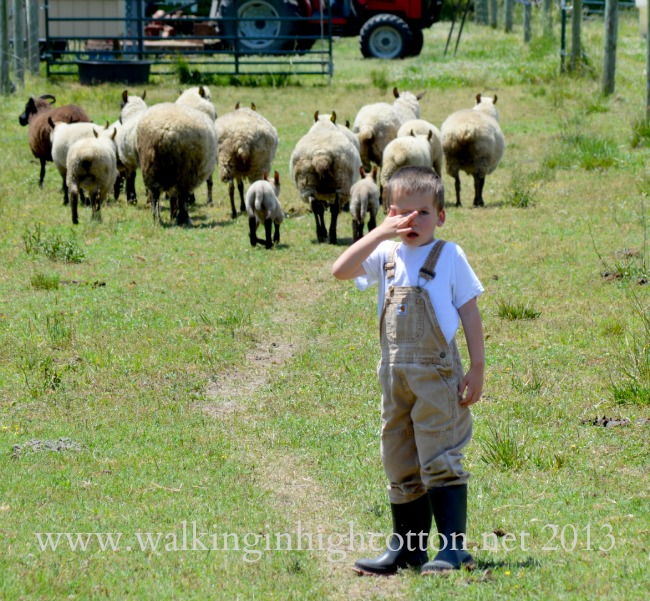 The animals can kick up a lot of dust when they get going.