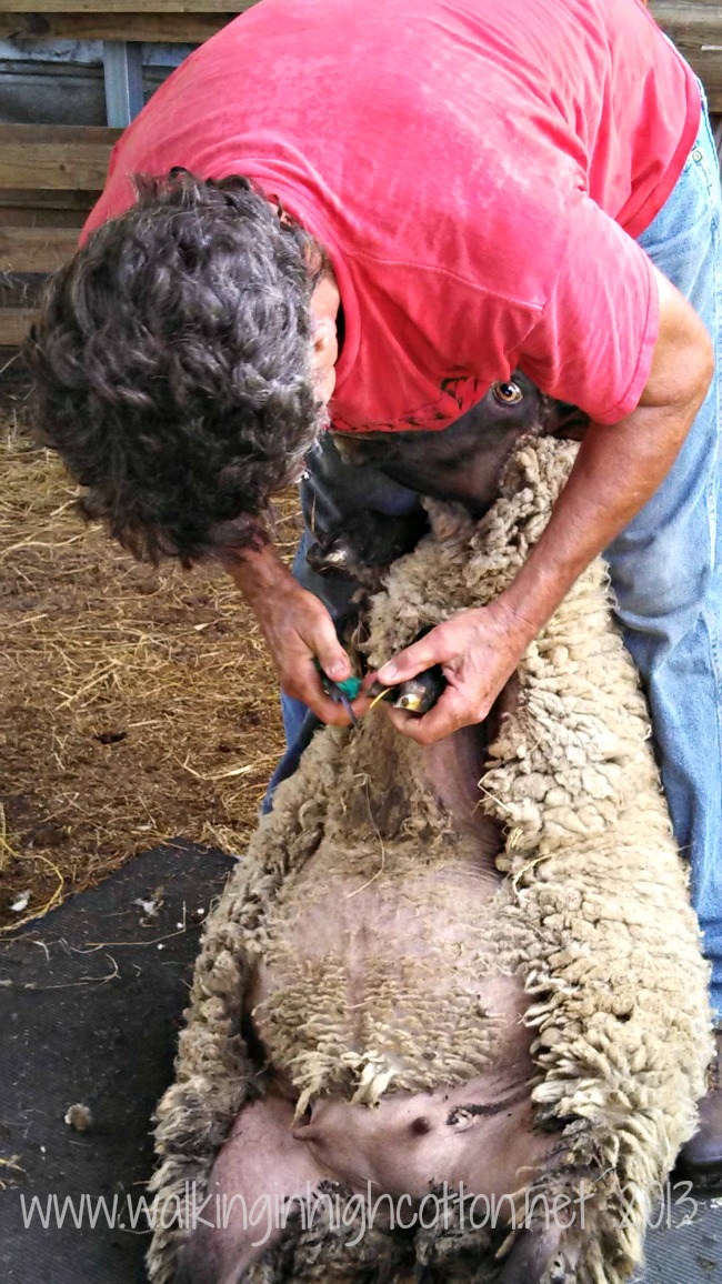 Step one (after catching a sheep, that is!) is trimming hooves.