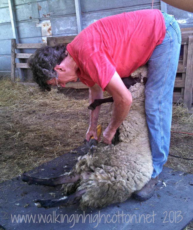 Then you start shearing by clipping off all the belly wool as "trash."