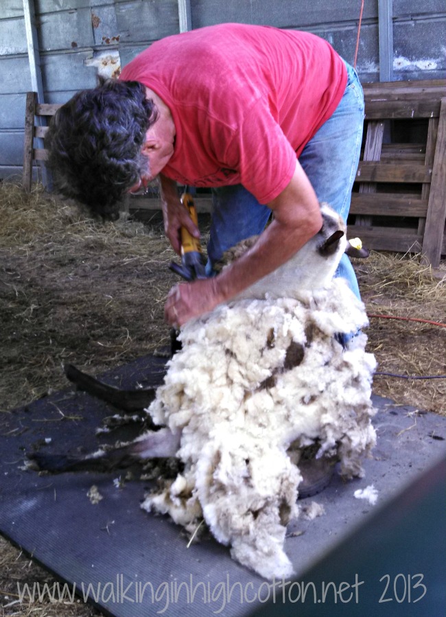 Shearing followed a careful pattern to make the nicest fleece, with long, even strokes.