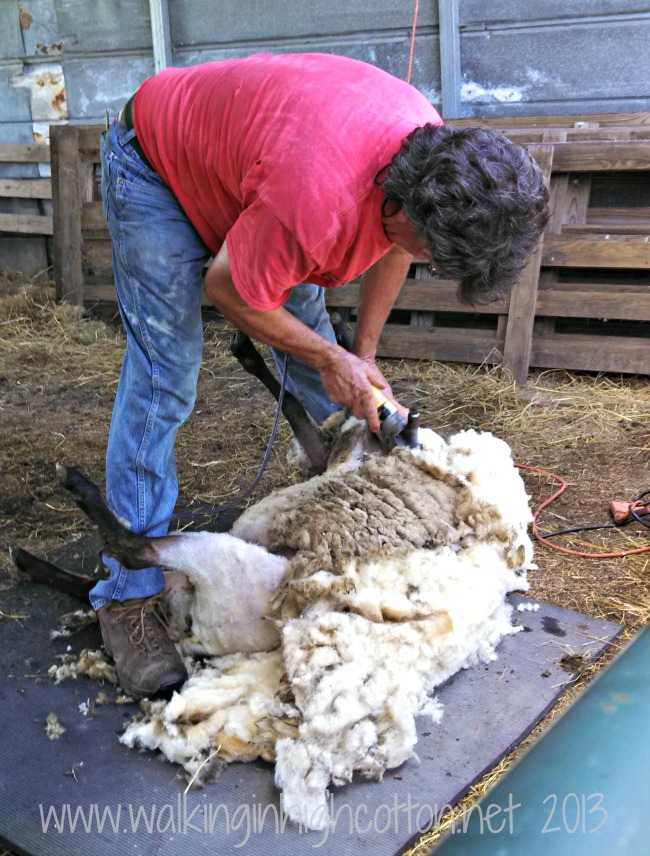 You can see the difference between the weathered outside wool and the creamy, clean inside wool.