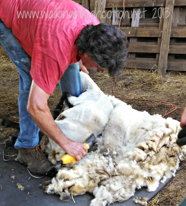 Those long back cuts are what helps the fleece hold together in generally one large piece when you're done shearing.