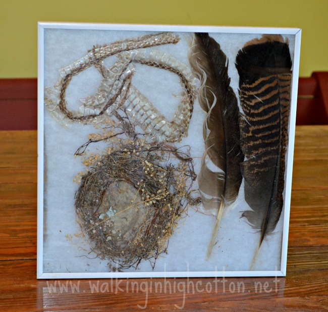 A bird nest with sheep wool in the center, two turkey feathers, and a snake skin.