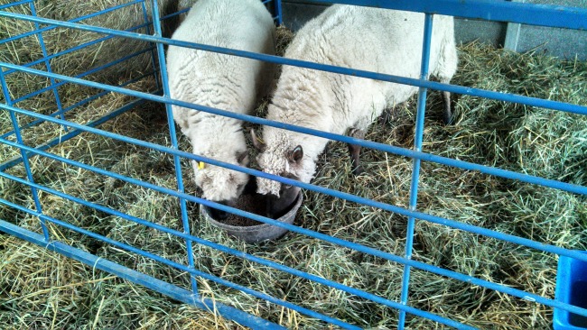Two ewes pushing at the feed pan--that's exactly what I wanted to see!