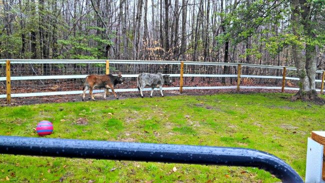 Beth exploring her new home, while her new "friend" follows along.