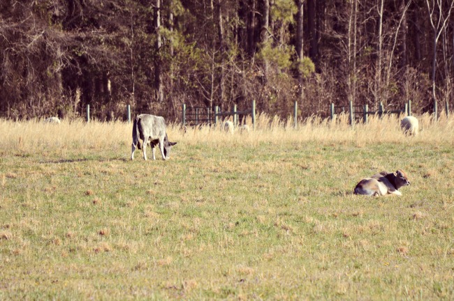 spring pastures