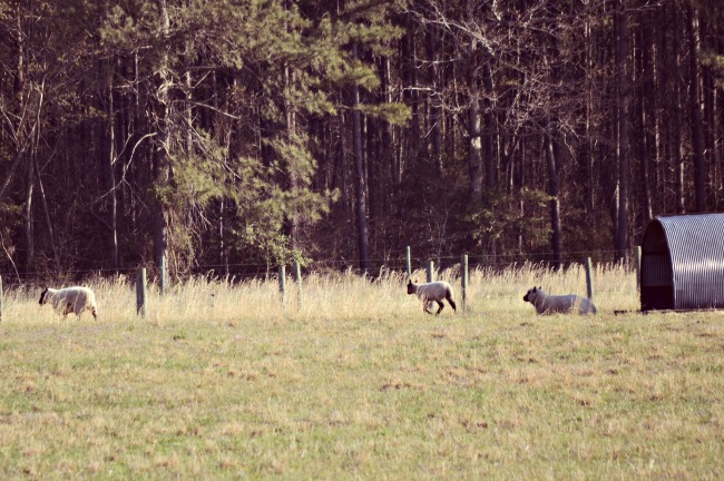 Spring lambs.