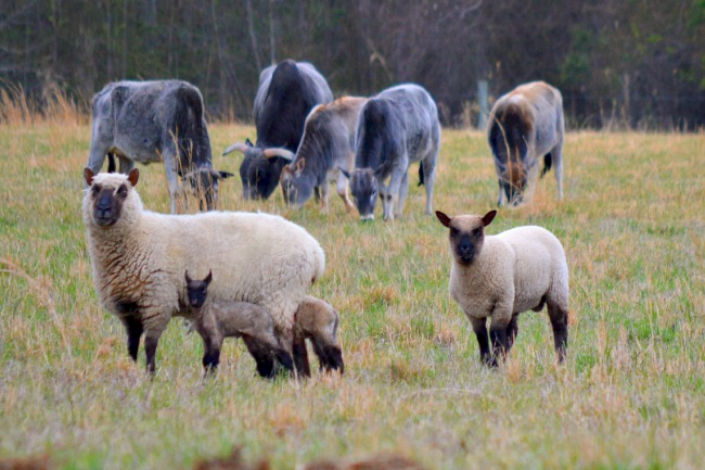 I know this one is a little blurry, but it's a great picture. Those are newborns, and the one on the right is a 7 week old lamb. See the difference 7 weeks makes?