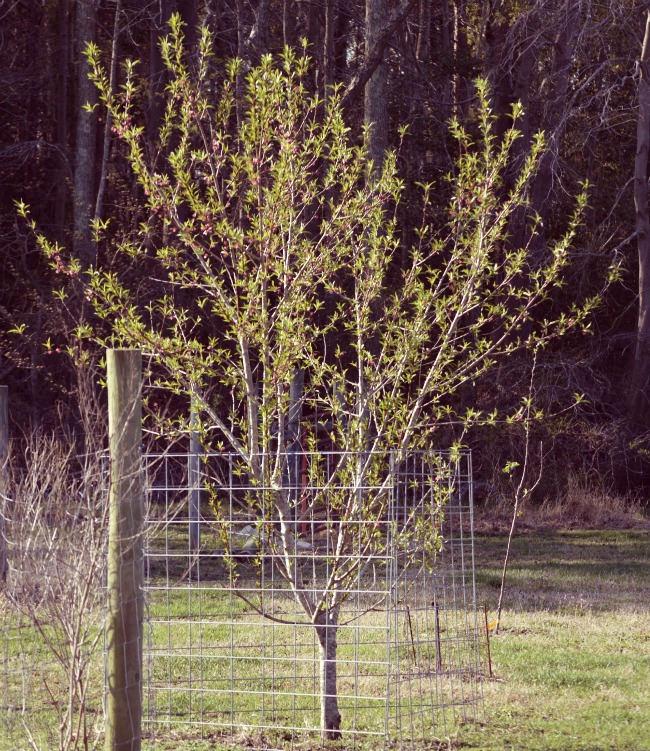 Spring peach tree.