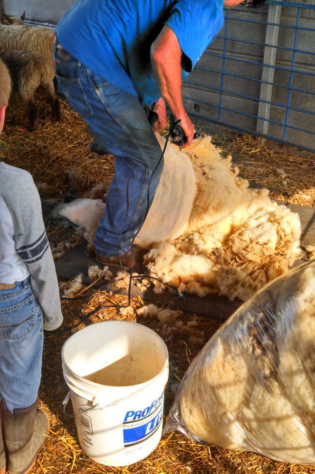 We just got the sheep sheared for this year. Our Cowboy was out in the dust and heat the whole time, being Mr. Barry's "helper."