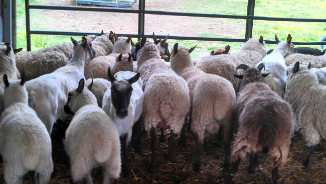 You can see the difference here between sheared, and unsheared. Those two tails front left are also lambs, so you can see how much they've grown!