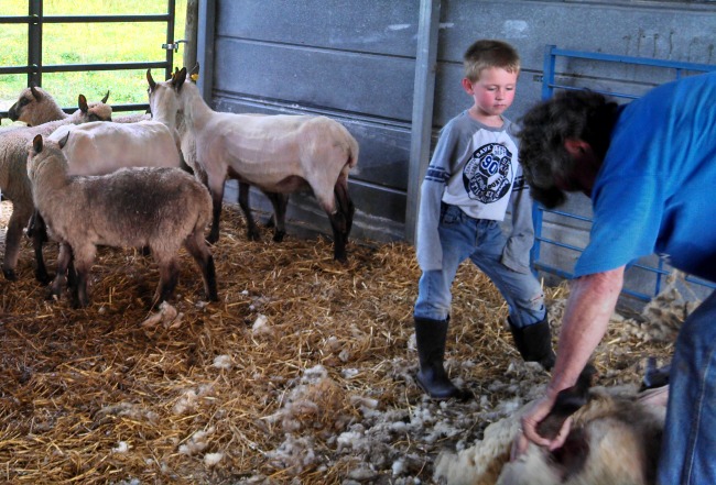 The Cowboy is there to wrangle the next sheep over, stuff wool into bags, clean and oil the shearing machine between animals, fetch water, or anything else that comes up.