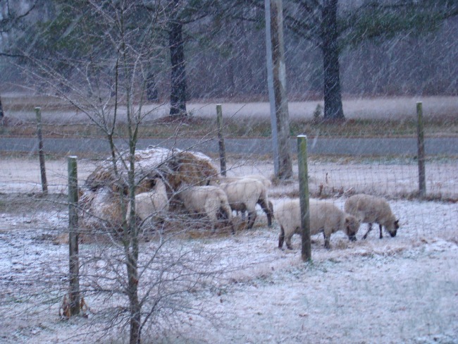 Our sheep don't mind the snow. It just stacks up on their backs like they're walking snow piles.