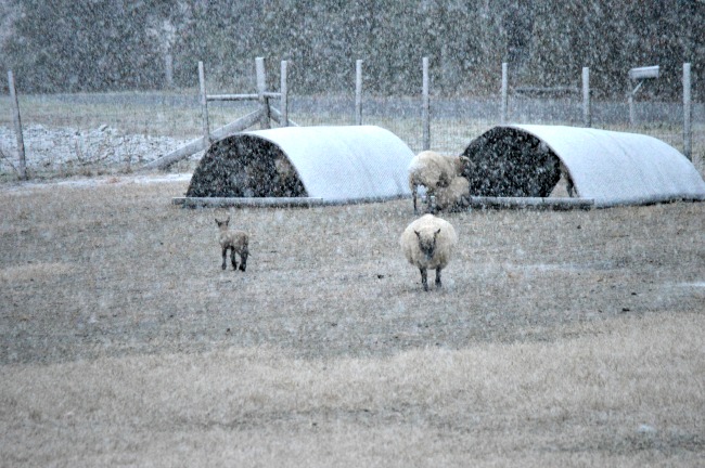 Here's our standard field shelters for the sheep. They move from field to field as needed. They keep of the wind, rain, and snow, when needed. They provide shade, when needed. And they can be bedded with straw to keep the animals off the wet ground.