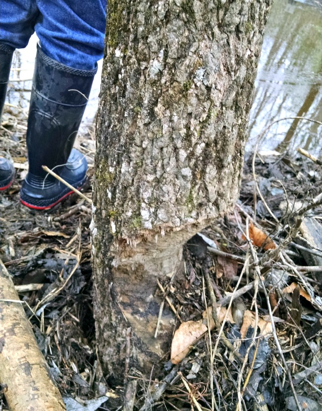 Not as fresh, but definitely a beaver.