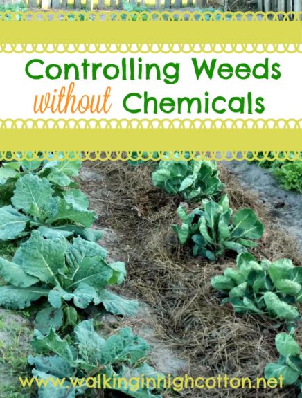 Frugal and Easy way to use FREE paper grocery bags to control weeds in your garden. via Walking in High Cotton