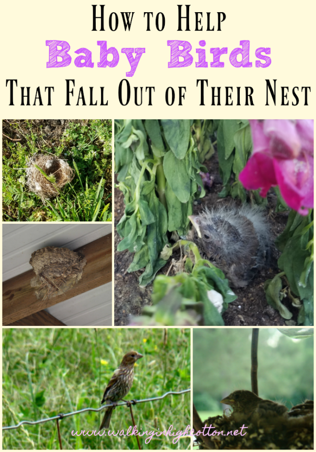 How to Help Baby Birds That Fall Out of Their Nest » Walking in High Cotton