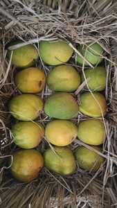 Ratnagiri Alphonso (Hapus) Mangoes