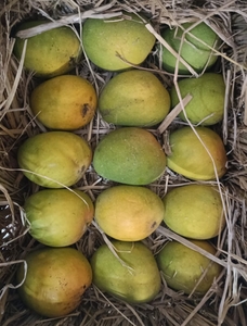 Ratnagiri Alphonso (Hapus) Mangoes (5 dozen pati)