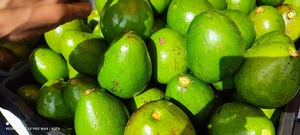 Avacado 1 Kg